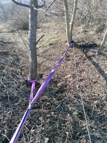 Východní strana, 2 silnější stromky na vrcholu