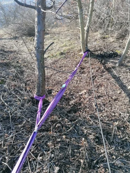 Východní strana, 2 silnější stromky na vrcholu