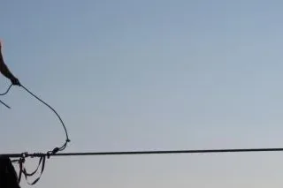 Dobrman