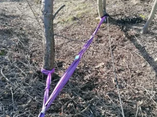 Východní strana, 2 silnější stromky na vrcholu
